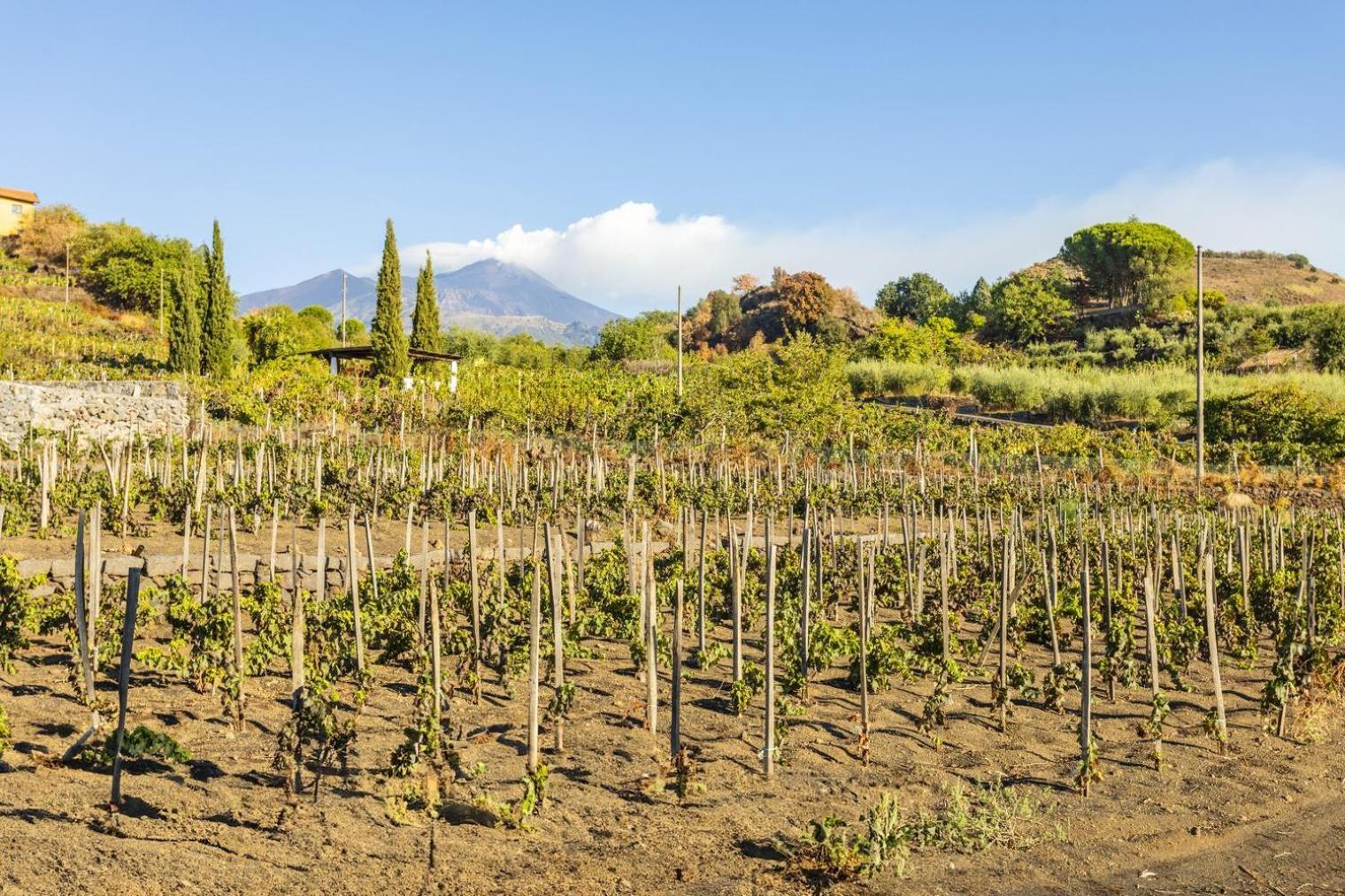 Appartamento Etna Трекастаньи Экстерьер фото